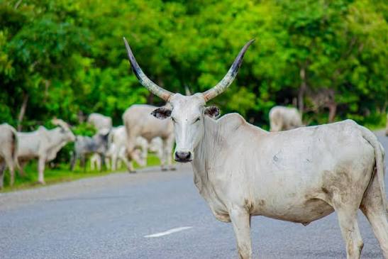 Miyetti Allah calls for arrest of herdsmen killers in Kebbi