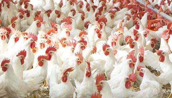 Poultry farmers urge govt support as industry contributes 25% to agricultural GDP